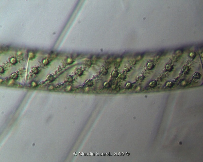 Spirogyra sp.